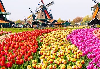 Windmills and tulips in Netherlands